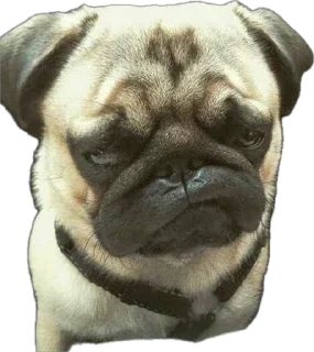 Sticker мопсы для никиты - 6