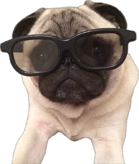 Sticker мопсы для никиты - 10