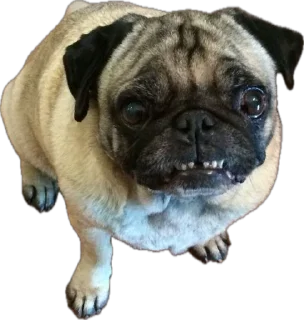 Sticker мопсы для никиты - 3