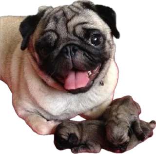 Sticker мопсы для никиты - 5