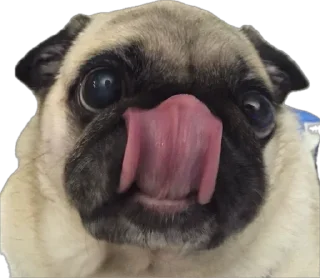 Sticker мопсы для никиты - 4