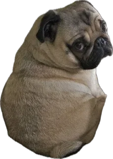 Sticker мопсы для никиты - 8