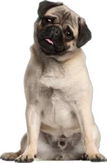 Sticker мопсы для никиты - 1