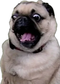 Sticker мопсы для никиты - 7