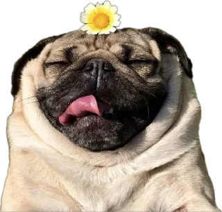 Sticker мопсы для никиты - 2