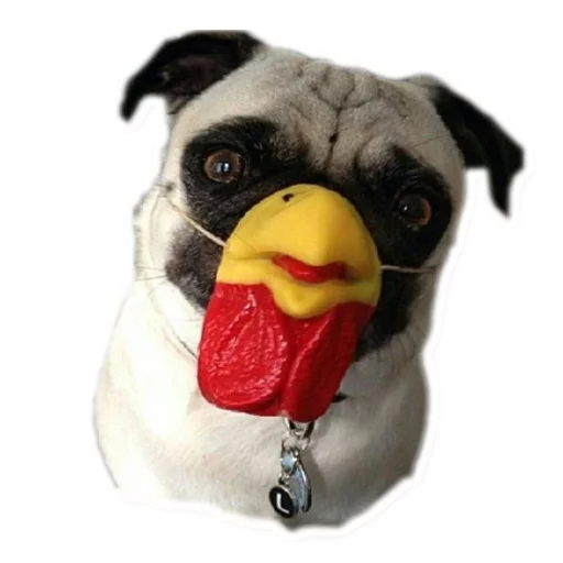 dog breed animal snout