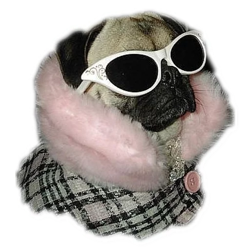 dog sunglasses animal