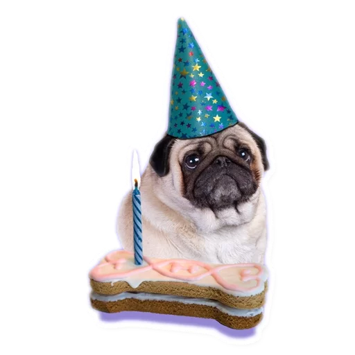 animal pug dog breed