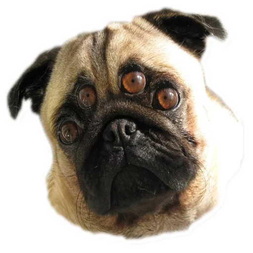 animal mammal dog breed