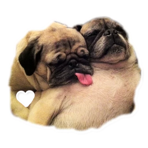 animal mammal dog breed