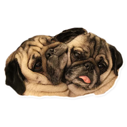 animal mammal dog breed