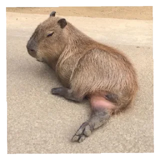 Стикер пук^^ - 0