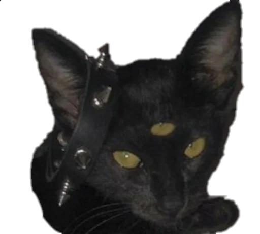 животное млекопитающее домашняя кошка