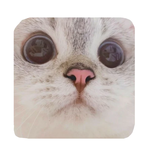 животное млекопитающее кошка