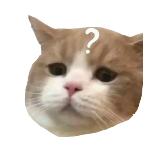 животное кошка кошки малого и среднего размера