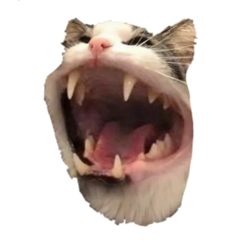 животное кошка клык