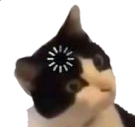 млекопитающее кошка домашняя кошка