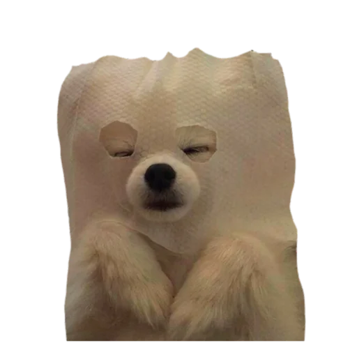 животное медведь собака