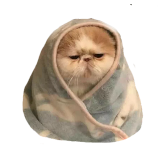 кошка животное комнатный