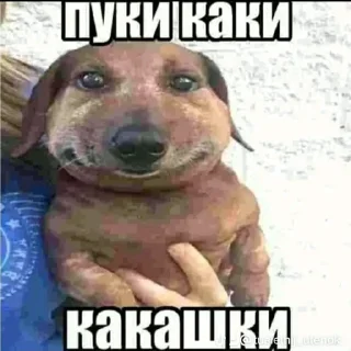 Стикер pukikaki - 6