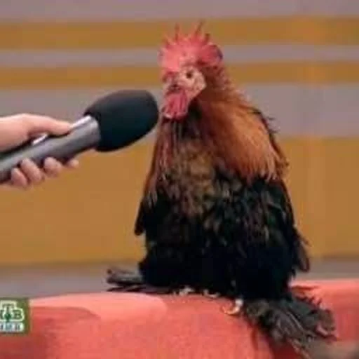 Sticker пук пук пук — @ukrainianrzhekich - 9