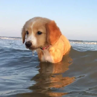 Sticker собачки от лики черники! - 10