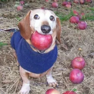 Sticker собачки от лики черники! - 2