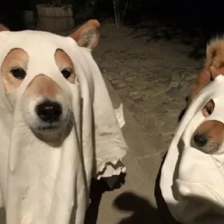 Sticker собачки от лики черники! - 8