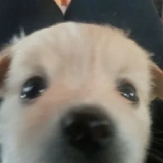 Sticker собачки от лики черники! - 3