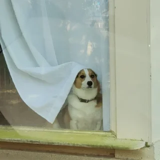 Sticker собачки от лики черники! - 9