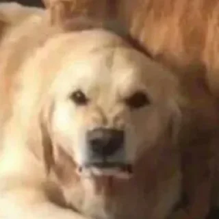 Sticker собачки от лики черники! - 4