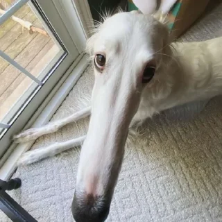 Sticker собачки от лики черники! - 7