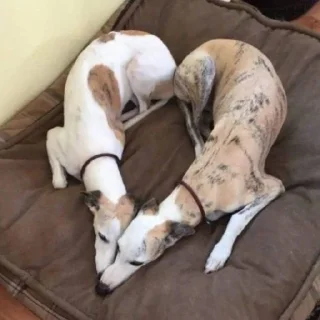 Sticker собачки от лики черники! - 11