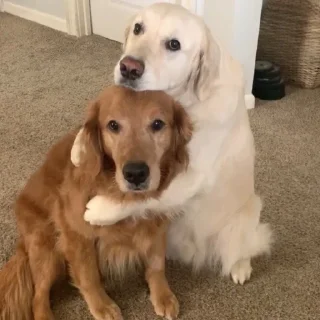 Sticker собачки от лики черники! - 1