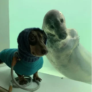 Sticker собачки от лики черники! - 6