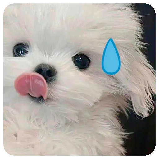 Sticker puppy4marina - 1