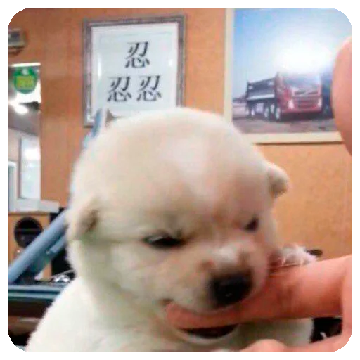 Зверята для Марины - 