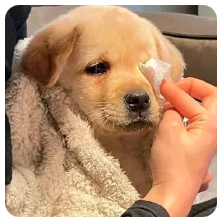 Sticker Зверята для Марины - 2