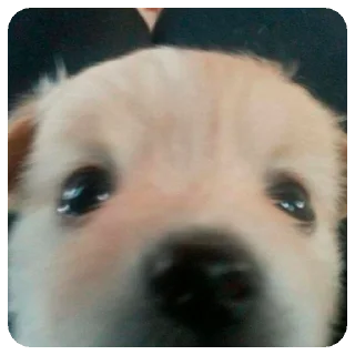 Sticker Зверята для Марины - 8