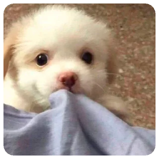 Sticker Зверята для Марины - 10