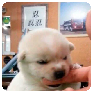 Sticker Зверята для Марины - 1