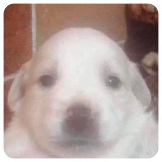 Sticker Зверята для Марины - 4