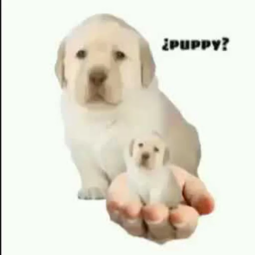 ¿puppy? (by @typiestikeriegorika) - 