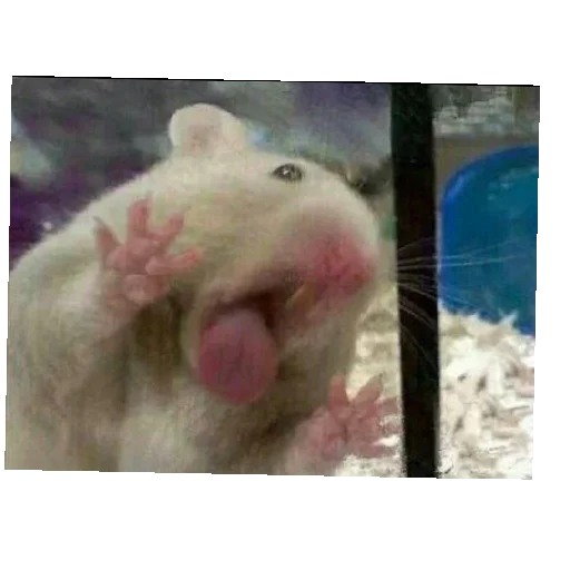 Стикер pupsiki8578 - 1