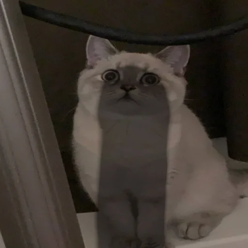 Sticker pupskich - 1