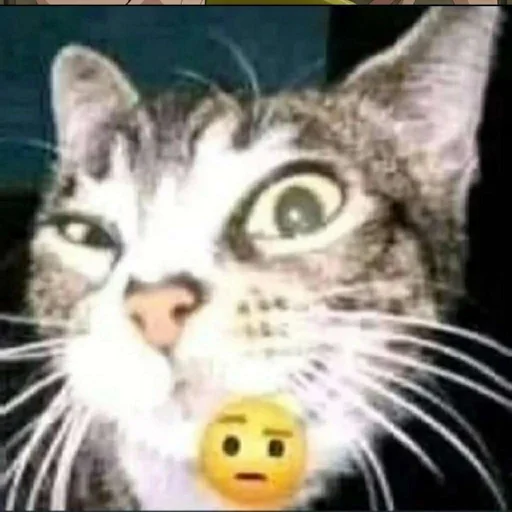 Sticker pupskich - 1