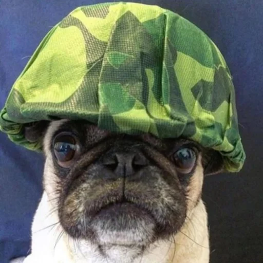 Sticker pupskich - 1