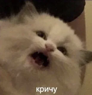 Стикер PUSSIMASUSSI - 5