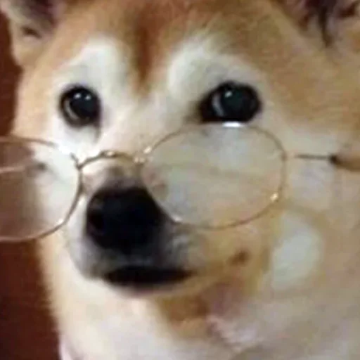 млекопитающее домашнее животное животное