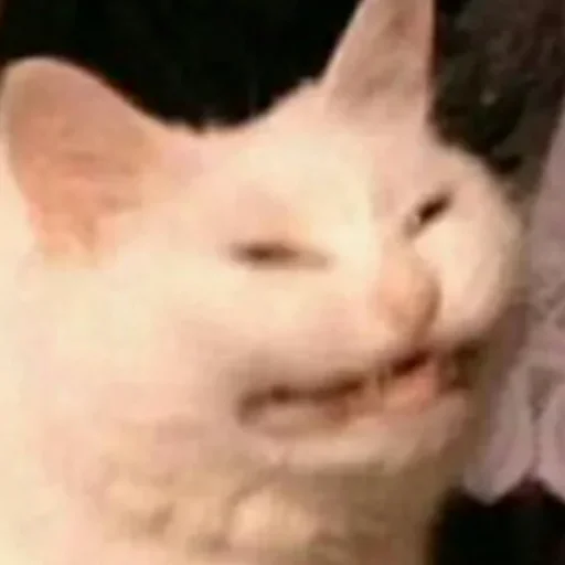 млекопитающее животное кошка